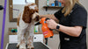 Metrovac Air Force® Quick Draw Pet Grooming Dryer – orange dryer in use at grooming table, close-up