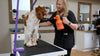 Metrovac Air Force® Quick Draw Pet Grooming Dryer – Part# 114-887030 – orange dryer in use at grooming table, wider view